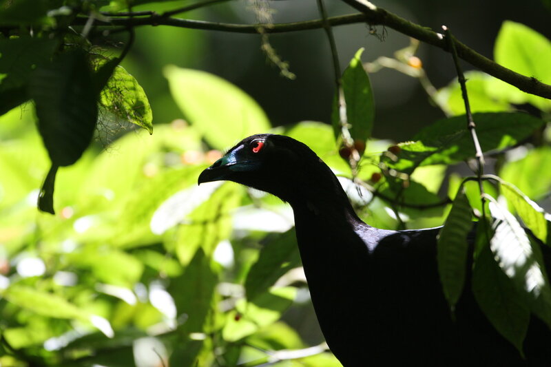 Black bird in forest foliage