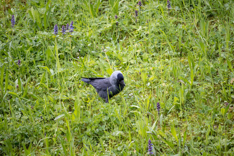 Black Bird in Grass — Green, Natural