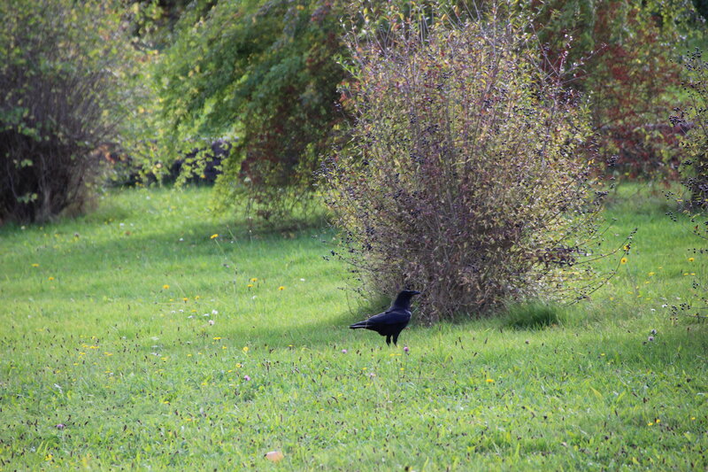 Black Bird in Grass — Green