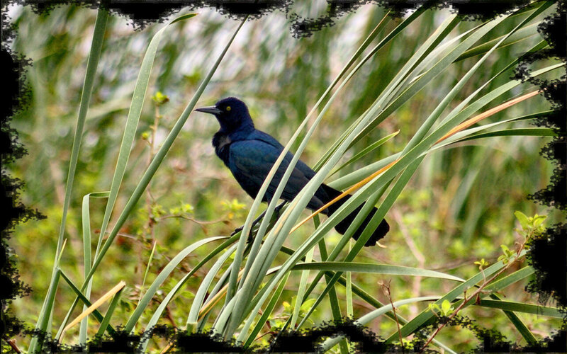 Black Bird in Grass