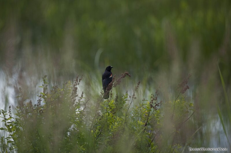 Black bird in marsh grass