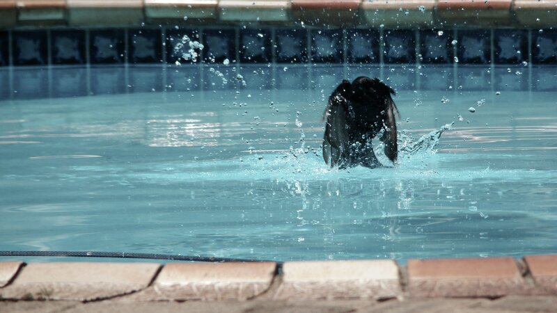 Black Bird in Pool