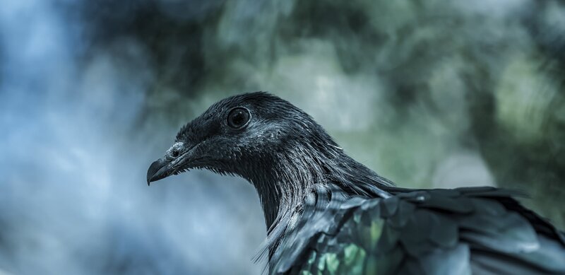 Black Bird in Profile