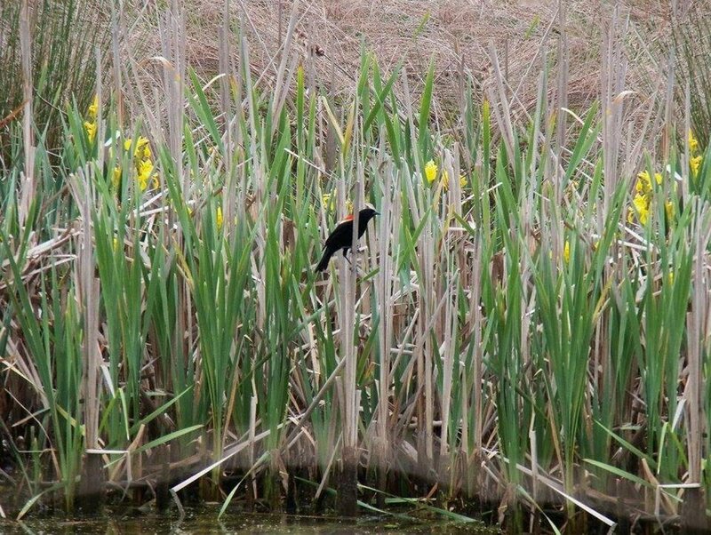 Black Bird in Reeds