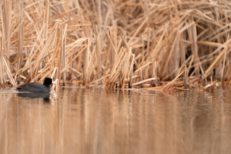 Black Bird in Water