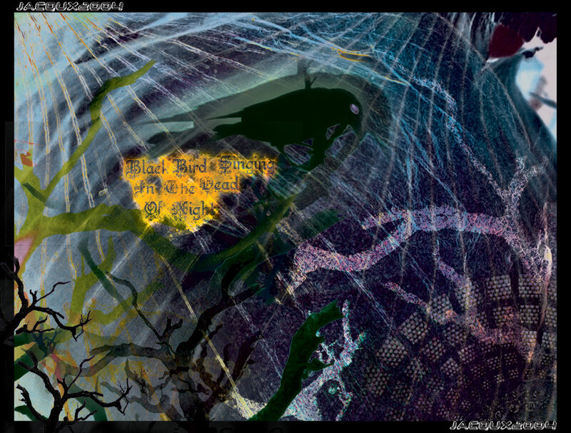 Black Bird in Web