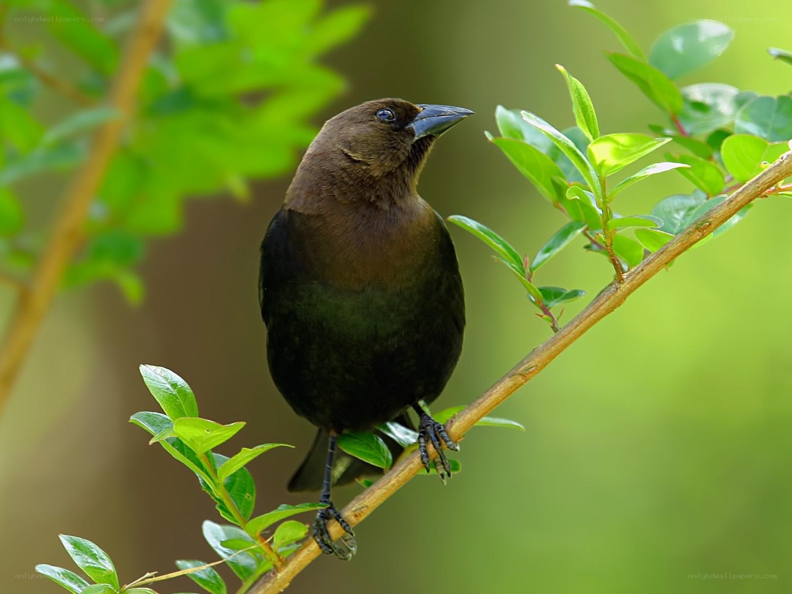 black bird on a branch