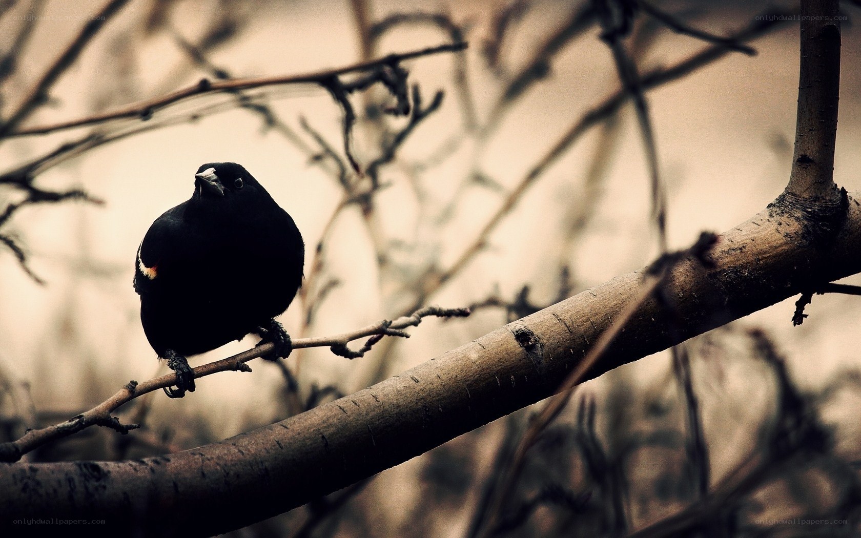 black bird on a branch