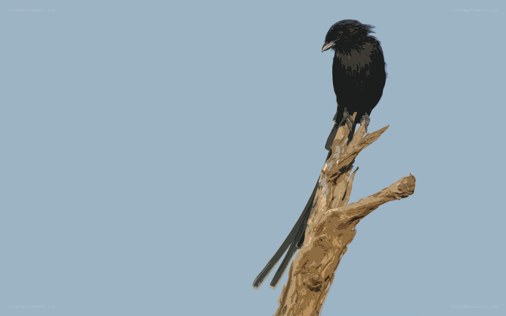 black bird on a branch