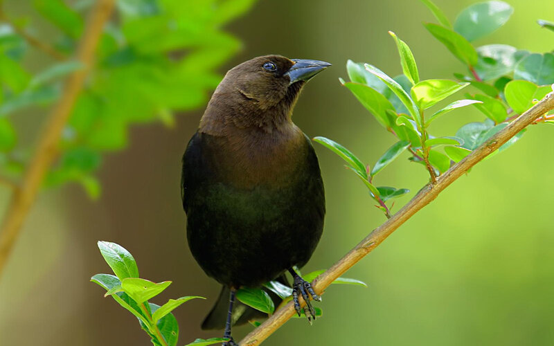 black bird on a branch