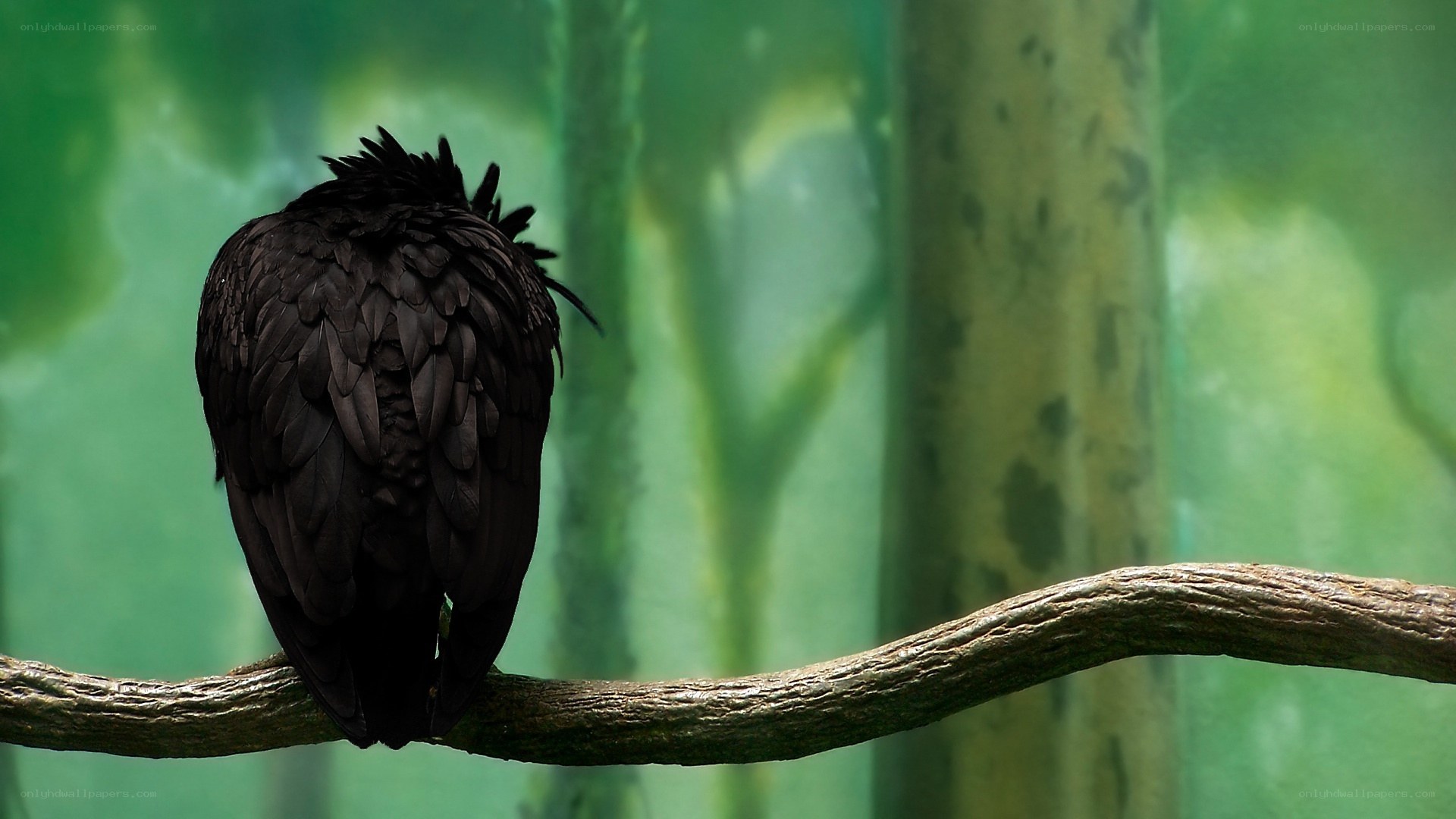 black bird on a branch