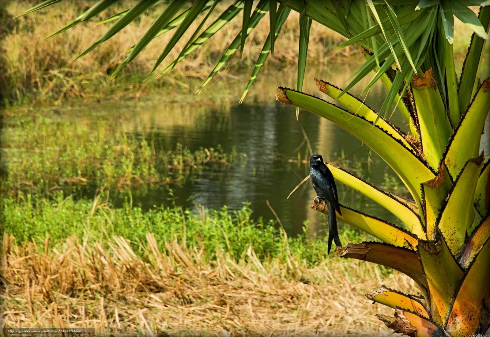 Black bird on a palm tree