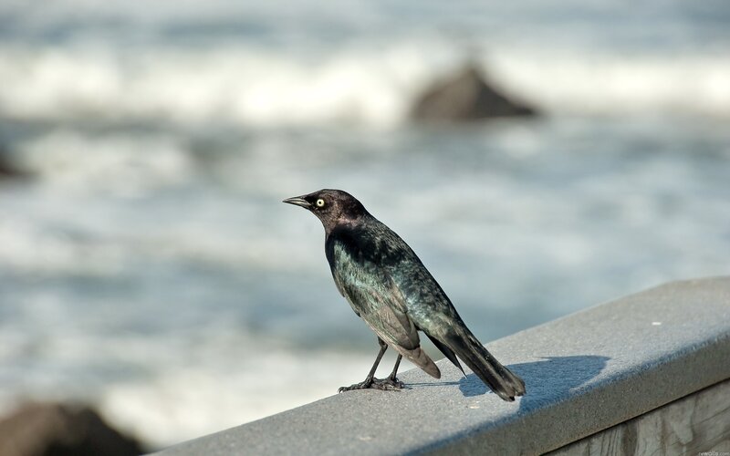 black bird on a railing