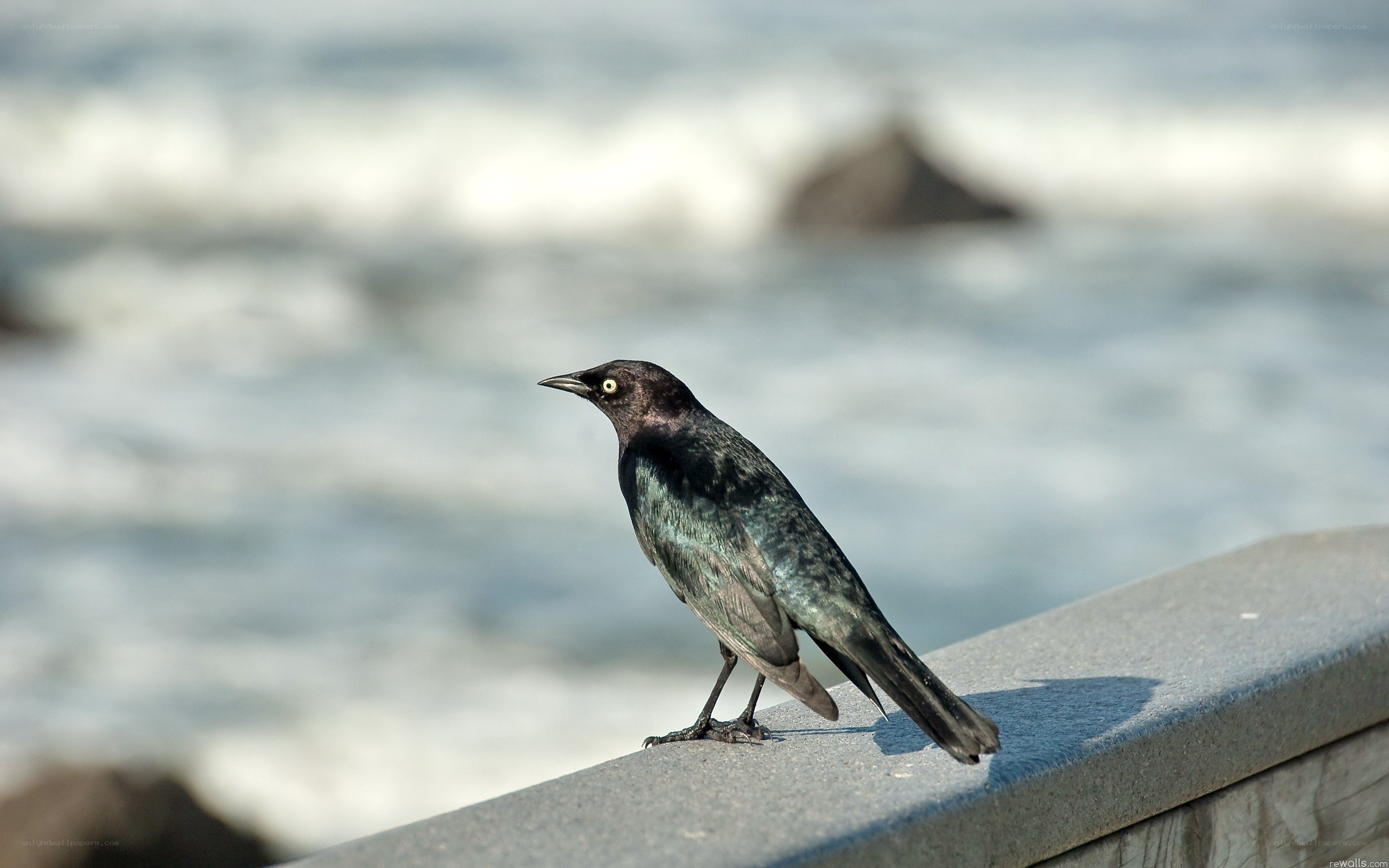black bird on a railing
