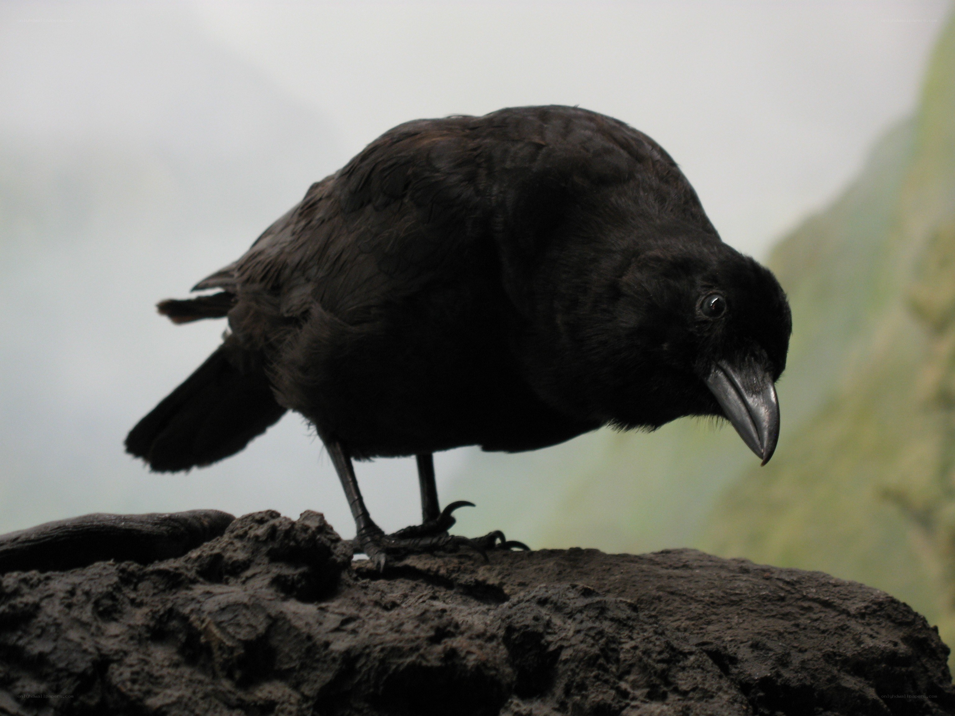 black bird on a rock