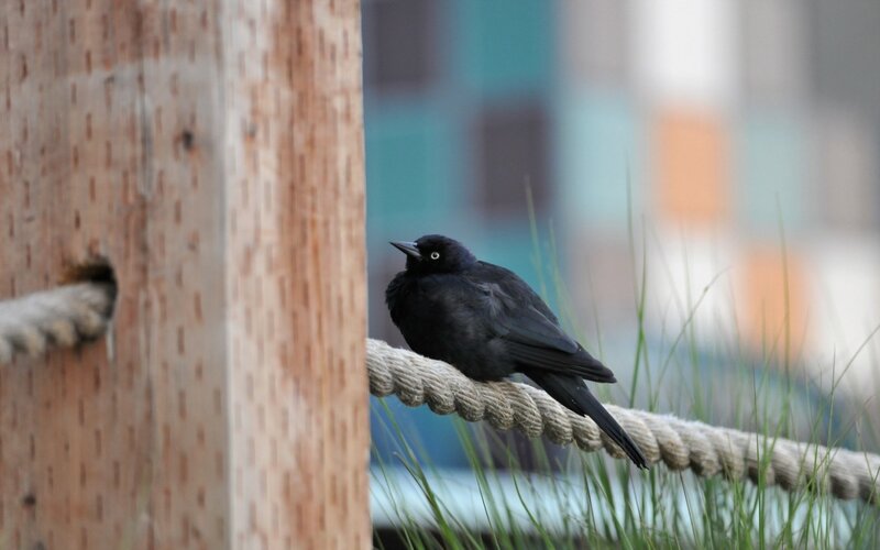 black bird on a rope