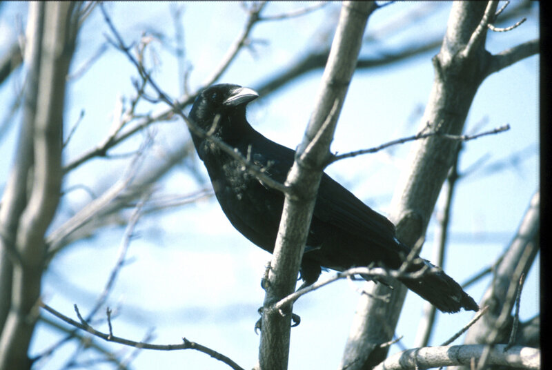 black bird on a tree branch