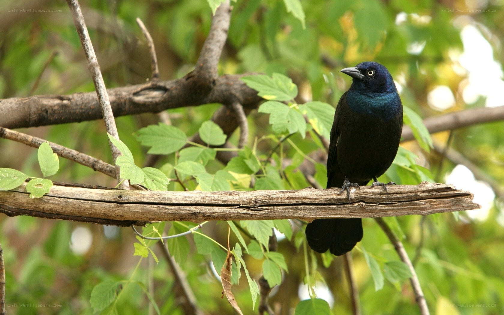 black bird on a tree branch