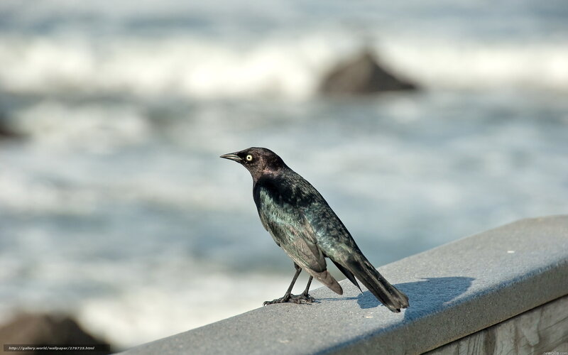 black bird on a wall