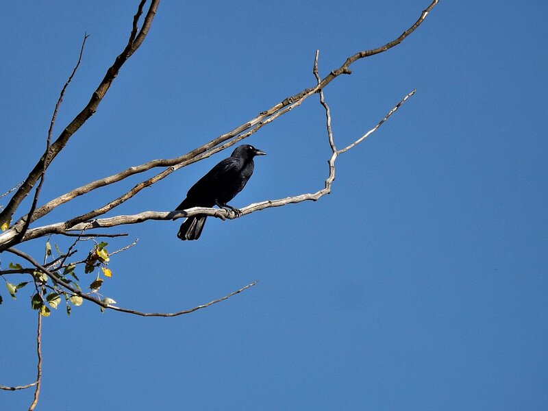 Black Bird on Branch — Blue, Calm, Afternoon