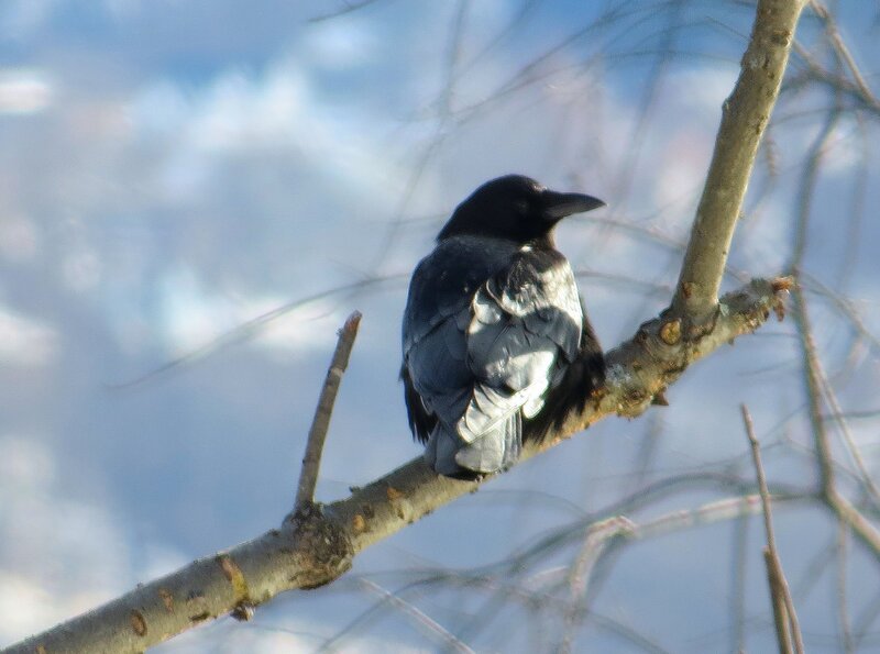 Black Bird on Branch — Blue, Calm, Photograph