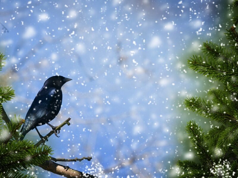 Black Bird on Branch — Blue, Calm