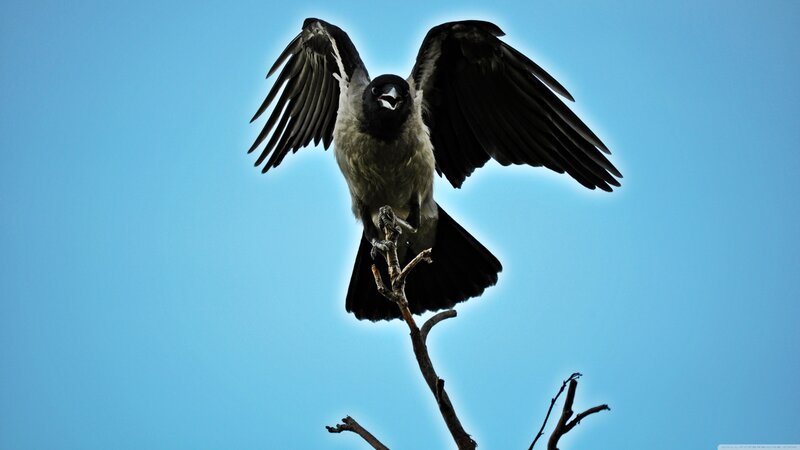 Black Bird on Branch — Blue, Dramatic