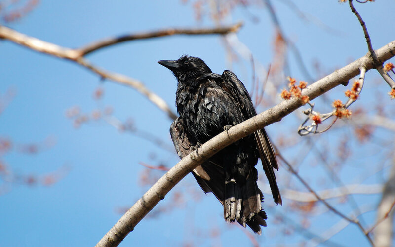 Black Bird on Branch — Blue