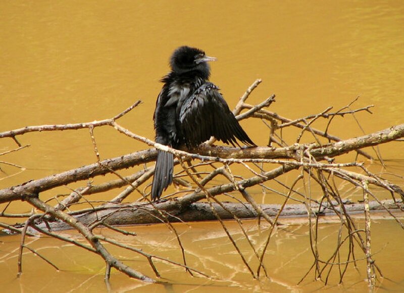 Black Bird on Branch — Brown