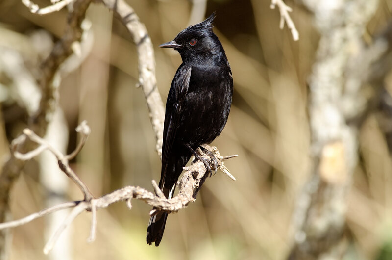Black Bird on Branch — Calm, Afternoon