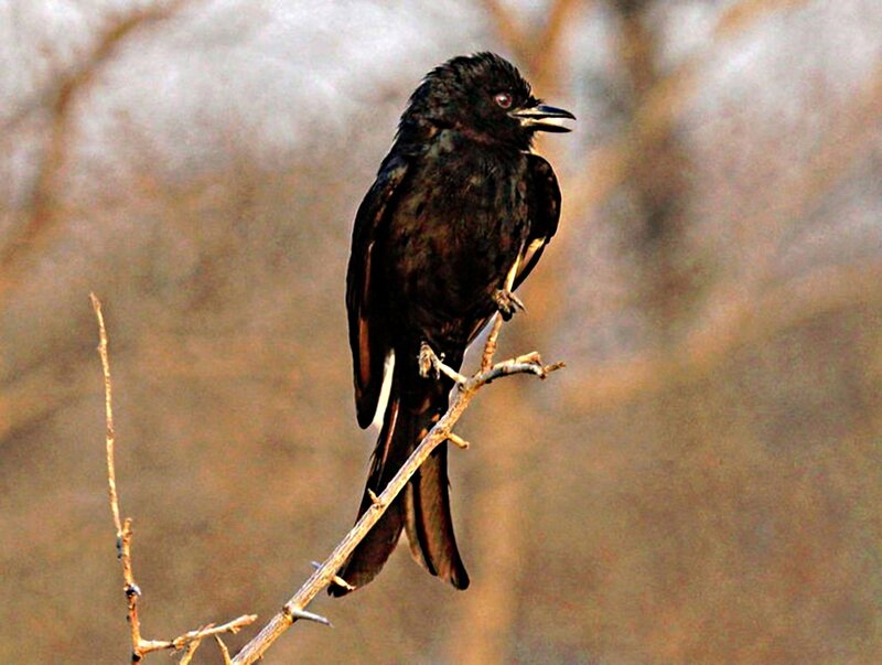 Black Bird on Branch — Calm, Photograph
