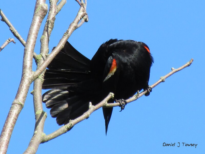 Black Bird on Branch — Calm