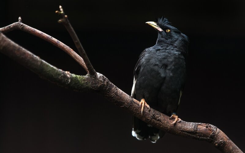 Black Bird on Branch — Dramatic, Photograph