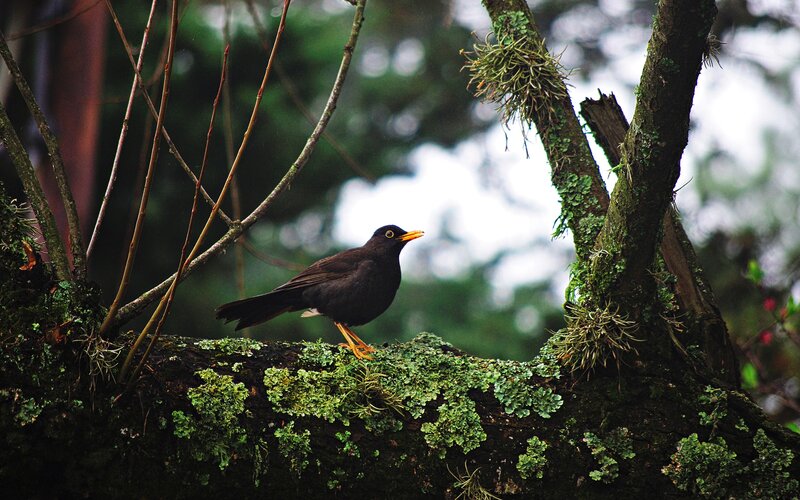 Black Bird on Branch — Green, Natural