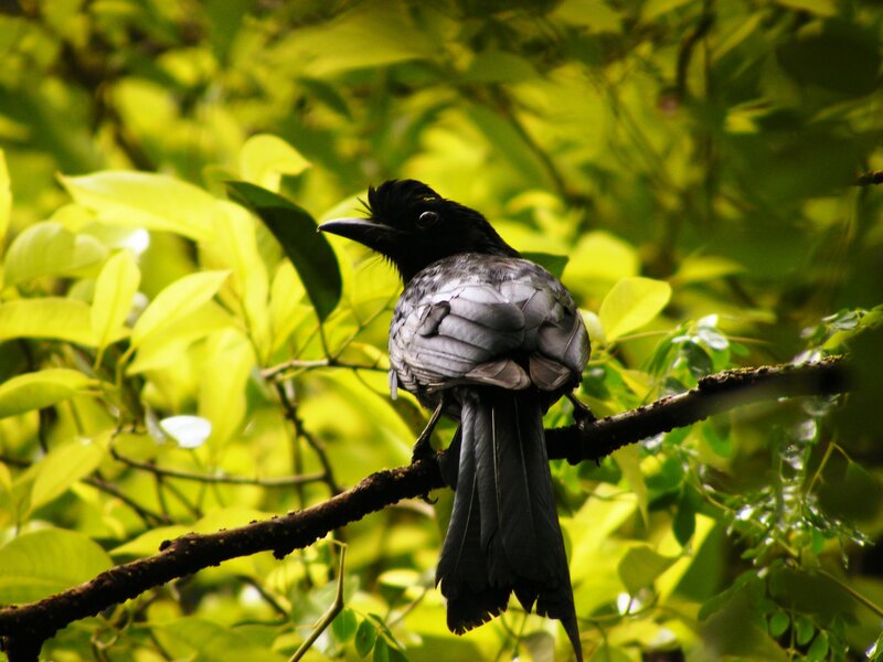 Black Bird on Branch — Green