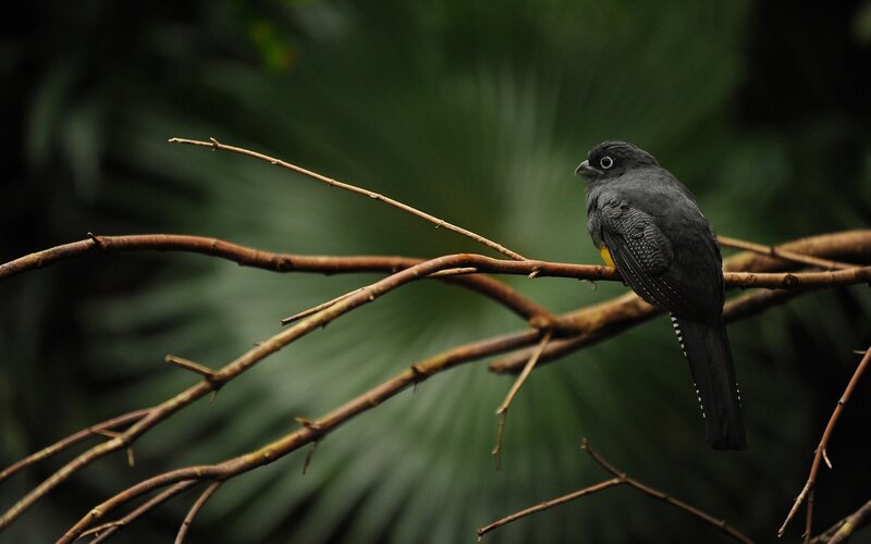 Black Bird on Branch — Natural