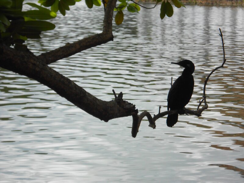 Black Bird on Branch — Serene