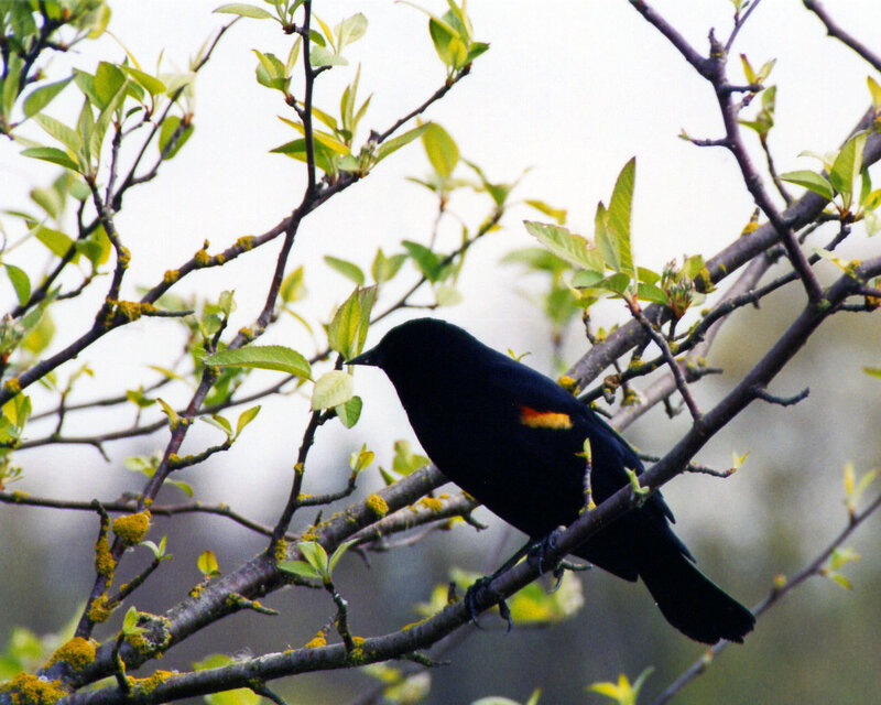 Black Bird on Branch