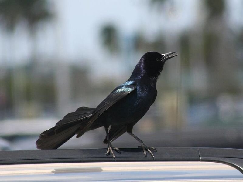 Black Bird on Car Roof