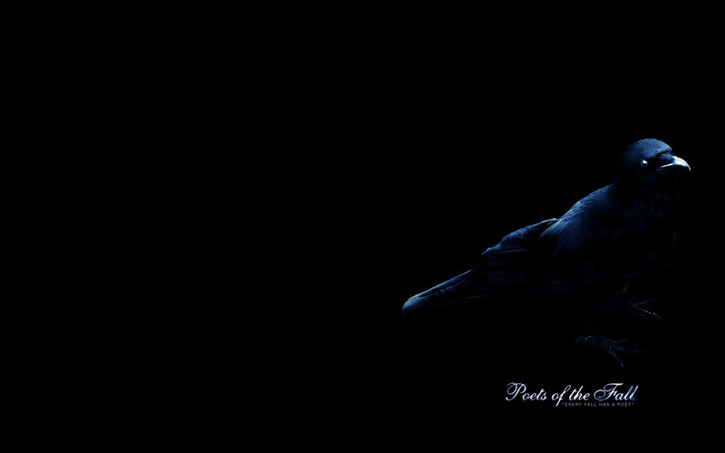 black bird on dark background