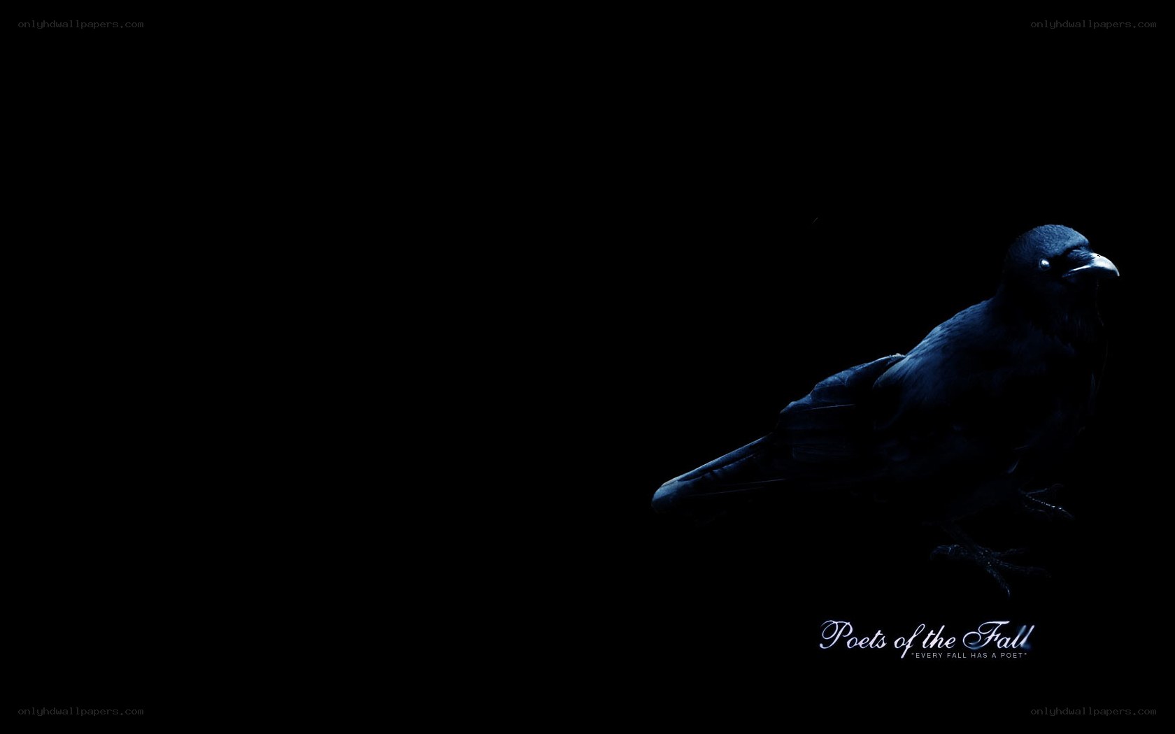 black bird on dark background