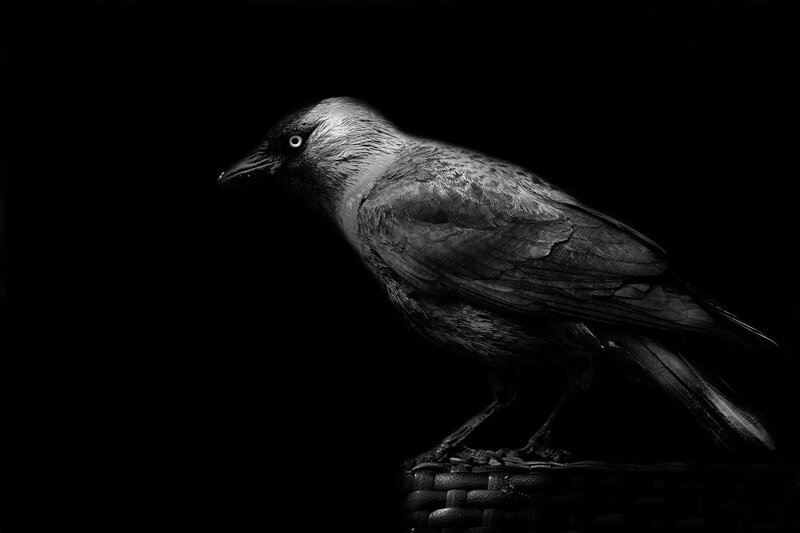 Black Bird on Dark Surface