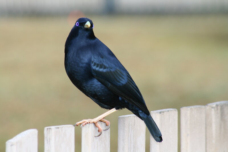 Black Bird on Fence — Calm