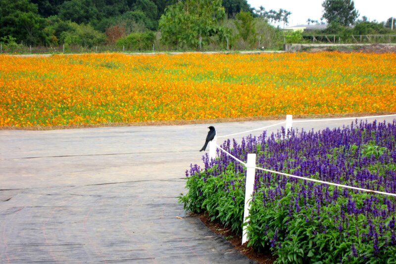 Black Bird on Fence