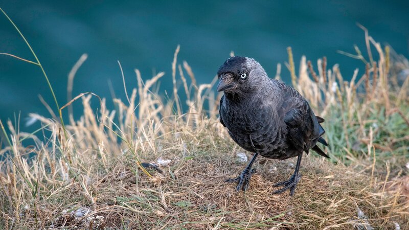 Black Bird on Grass — Gray