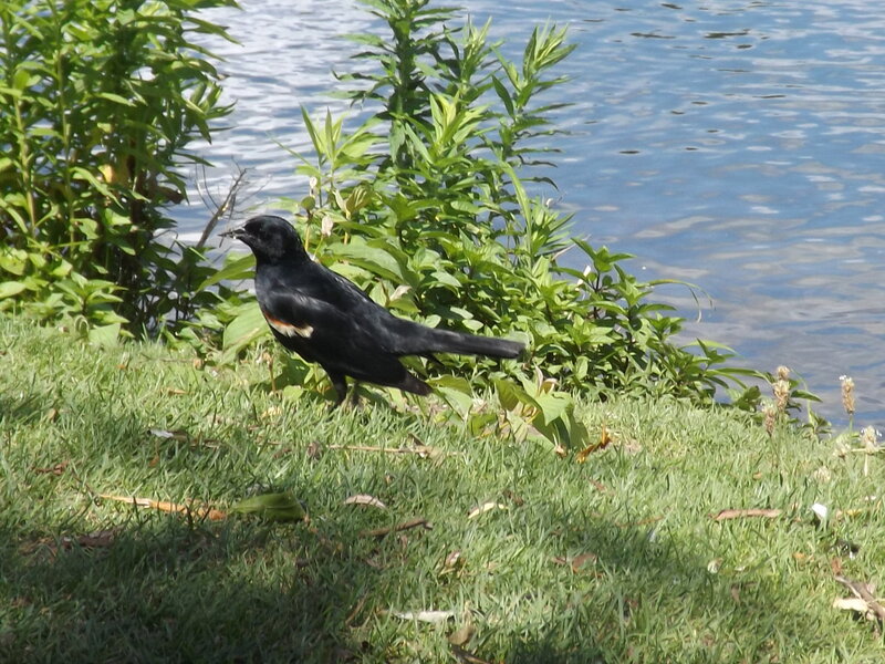 Black Bird on Grass — Green, Calm