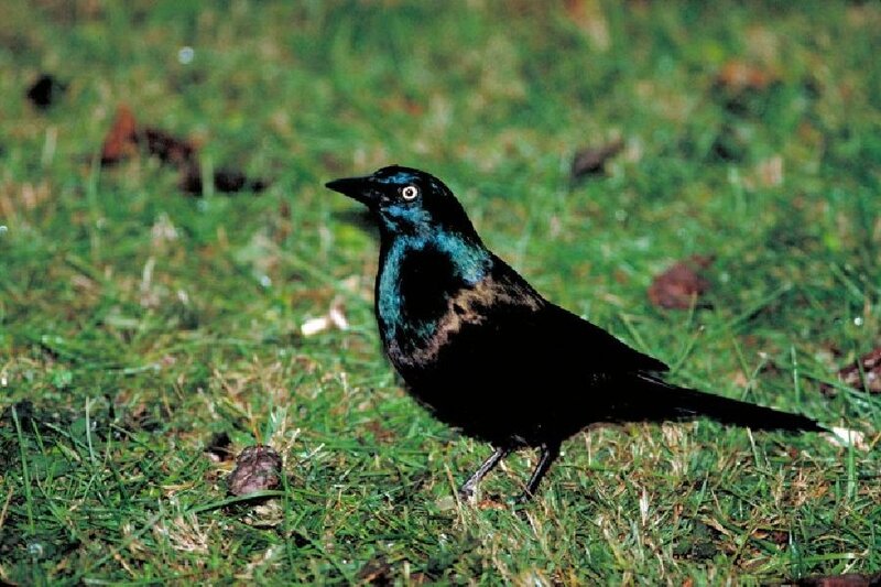 Black Bird on Grass — Green