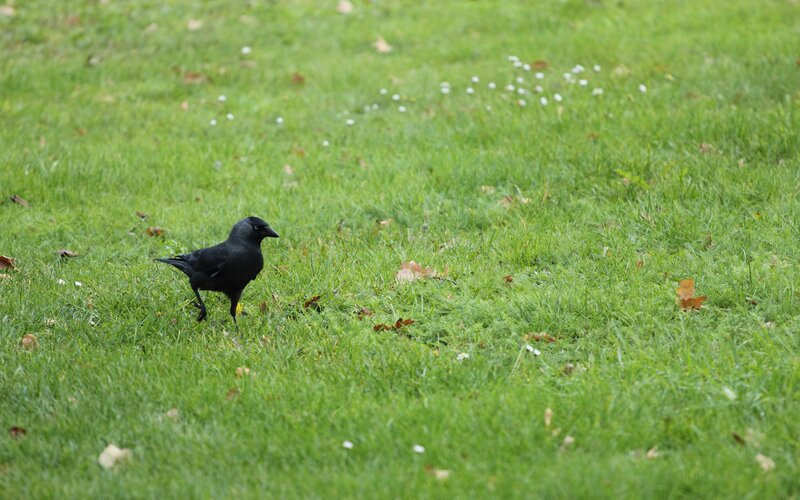 black bird on grass