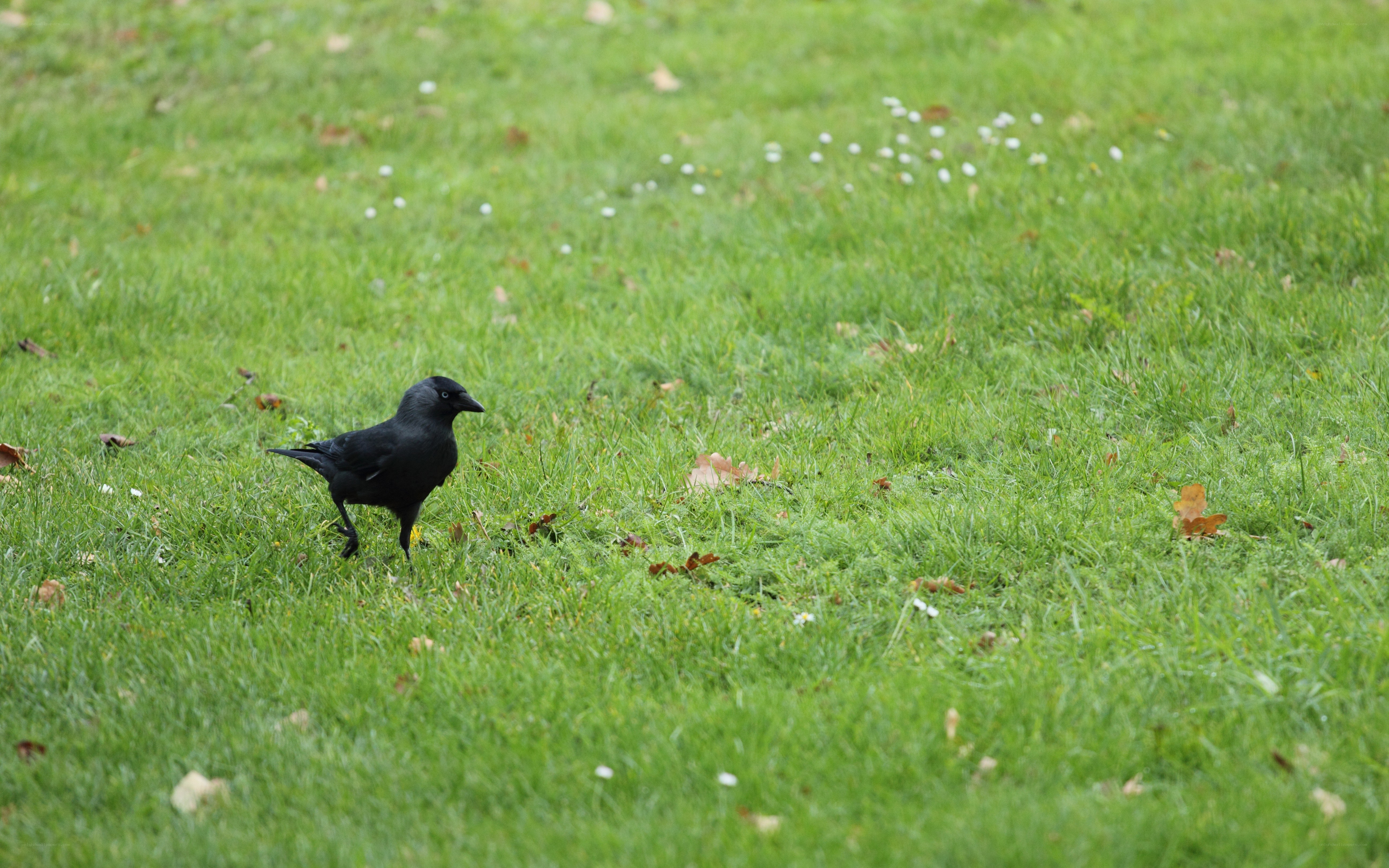 black bird on grass