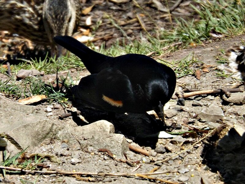 Black Bird on Ground — Natural, Afternoon